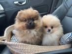 Pomeriaantjes (Mini) Bearface, Keeshond, Reu, 8 tot 15 weken, Meerdere