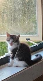 Te koop lieve zindelijke kittens  mogen meteen mee, Dieren en Toebehoren, Katten en Kittens | Overige Katten, Meerdere dieren