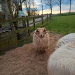 Te koop of te ruilen Drentse heideschaap ram, Dieren en Toebehoren, Schapen, Geiten en Varkens, Mannelijk, Schaap