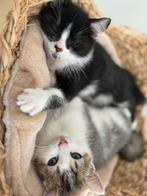 Kittens te koop, Geslacht onbekend, 0 tot 2 jaar, Met stamboom