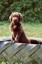 Geweldige F1 labradoodle puppy's  Australisch bloed !!, Dieren en Toebehoren, Overige rassen, 8 tot 15 weken, Meerdere, Meerdere dieren