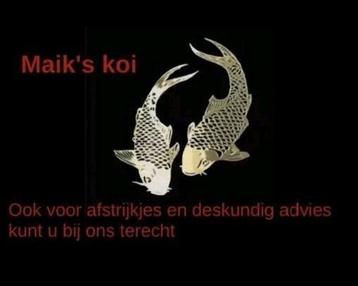 Afstrijkje en advies aan huis voor u koi / vis
 beschikbaar voor biedingen