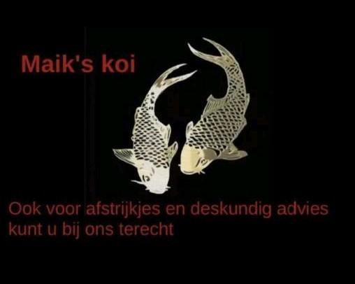 Afstrijkje en advies aan huis voor u koi / vis, Tuin en Terras, Vijver-toebehoren, Zo goed als nieuw, Ophalen of Verzenden