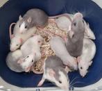 Jonge lieve ratjes, rittens super tam, Dieren en Toebehoren, Rat, Meerdere dieren, Tam, Oktober