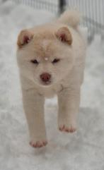Prachtige Pomsky x Shiba Inu pups, CDV (hondenziekte), 8 tot 15 weken, Poolhond, Meerdere