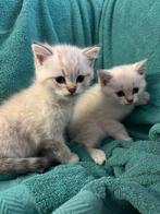 Brits Korthaar kittens, Dieren en Toebehoren, Meerdere dieren, Ontwormd