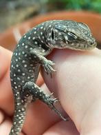 Timon lepidus minor, Dieren en Toebehoren, Hagedis, Tam, 0 tot 2 jaar