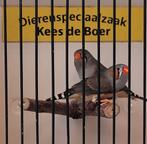 Koppeltje timor zebravinken, Meerdere dieren, Geringd