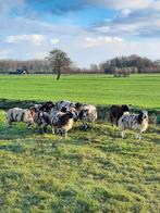 Bonte fokooien, Dieren en Toebehoren, Schapen, Geiten en Varkens, Vrouwelijk, Schaap, 0 tot 2 jaar