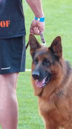 Duitse herder dekreu HD ED vrij IGP2 kkl, Rabiës (hondsdolheid), Reu, 1 tot 2 jaar, Meerdere