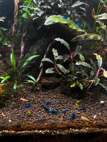 Blauwe neocaridina garnalen beschikbaar voor biedingen