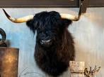 Opgezette kop van een schotse hooglander taxidermie opgezet, Ophalen, Opgezet dier