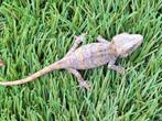 Gargoyle gekko reticulated rood, Dieren en Toebehoren, Hagedis