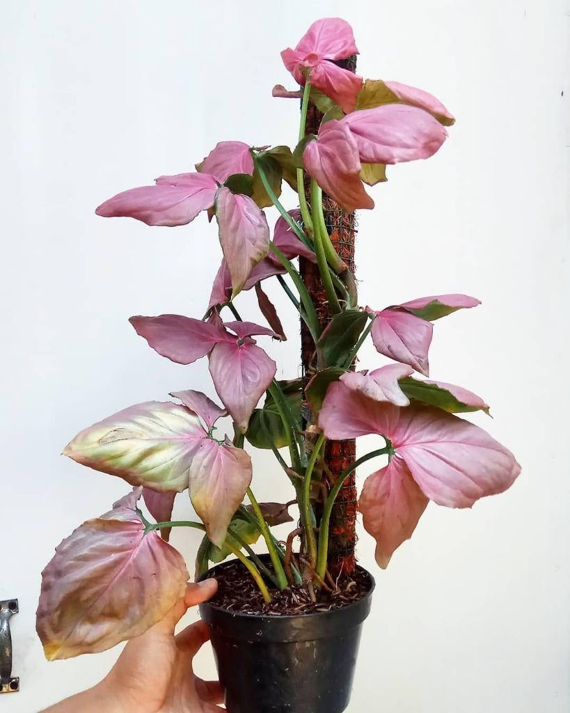 Gezocht syngonium pink perfection stekje, Huis en Inrichting, Groene kamerplant, Verzenden, Halfschaduw, Minder dan 100 cm