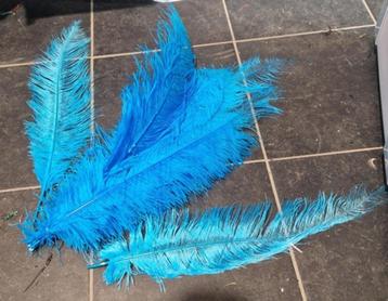 Blauwe struisvogel veren 1500 stuks  beschikbaar voor biedingen