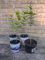 Hibiscus stek stekken struikjes 25 a 35 cm diverse kleuren, Tuin en Terras, Planten | Struiken en Hagen, Ophalen of Verzenden