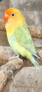 Turquoise dilute fischeri, Dieren en Toebehoren, Geslacht onbekend, Dwergpapegaai of Agapornis, Geringd