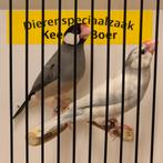 Koppel Rijstvogels, Dieren en Toebehoren, Vogels | Overige Vogels, Meerdere dieren, Geringd