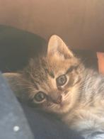 Super lieve kittens zoeken nieuw 5* huisje, Dieren en Toebehoren, Katten en Kittens | Overige Katten, Meerdere dieren, Kortharig