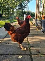 Rhode island red hennetjes, Dieren en Toebehoren, Pluimvee, Vrouwelijk, Kip