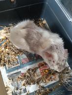 te koop cavia beer van 1 jaar oud, Cavia, April, Mannelijk, Tam