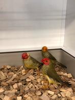 Binsenastrildre, Tropenvogel