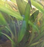Vallisneria americana gigantea, Ophalen of Verzenden, Nieuw, Plant(en), Steen of Hout