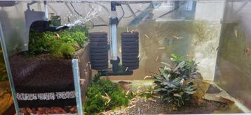 Red galaxys caridina 
 beschikbaar voor biedingen