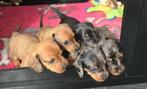 Dwerg Teckelpups  lang en kort haar, CDV (hondenziekte), 8 tot 15 weken, Dwerg, Langhaar
