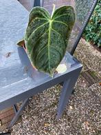 Philodendron melanochrosyum, Huis en Inrichting, Kamerplanten, Ophalen, Overige soorten, Halfschaduw, Minder dan 100 cm