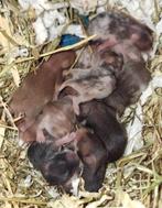 🐹Syrische hamster / goudhamster nestje van hobbyfokker, Dieren en Toebehoren, Knaagdieren, Hamster, Juli, Meerdere dieren, Tam