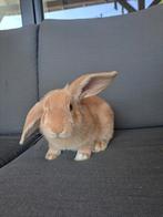 Jong konijn, Dieren en Toebehoren, Konijnen, Geslacht onbekend, Middelgroot, 0 tot 2 jaar