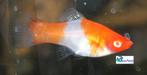Zwaarddrager "Koi Kohaku", Dieren en Toebehoren, Vis, Zoetwatervis