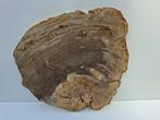 Schijf versteend hout no 13, Ophalen, Mineraal
