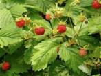 Bosaardbeitjes aardbeien plant aardbeiplant bodembedekkers, Tuin en Terras, Planten | Tuinplanten, Volle zon, Vaste plant, Ophalen of Verzenden