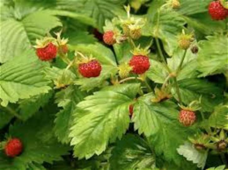 Bosaardbeitjes aardbeien plant aardbeiplant bodembedekkers, Tuin en Terras, Planten | Tuinplanten, Vaste plant, Fruitplanten, Volle zon