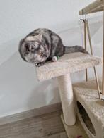 Korthaar kitten 7 mnd oud, Dieren en Toebehoren, Katten en Kittens | Raskatten | Korthaar