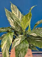 Spathiphyllum Diamond Variegata p17 (5), Huis en Inrichting, Kamerplanten, Ophalen of Verzenden, Halfschaduw, Minder dan 100 cm