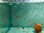 Rode Rio, Hyphessobrycon Flammeus, Dieren en Toebehoren, Vissen | Aquariumvissen, Vis