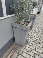 Plantenbak met olijfboom, Tuin en Terras, Bloembakken en Plantenbakken, Ophalen, Gebruikt, Minder dan 60 cm, Vierkant