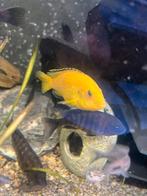 Malawi cichliden, Dieren en Toebehoren, Vissen | Aquariumvissen, Vis