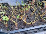 Geranium Rozanne Ooievaarsbek Vaste Planten 2.50 euro, Tuin en Terras, Planten | Tuinplanten, Ophalen, Overige soorten, Halfschaduw