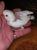 baby agapornissen verschillenden kleuren om tam temaken, Ophalen of Verzenden, Nieuw