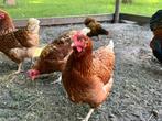 Legkippen, Dieren en Toebehoren, Pluimvee, Vrouwelijk, Kip