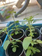 Surinaamse Tulsi plantjes !, Overige soorten, Volle zon, Ophalen of Verzenden, Tweejarig