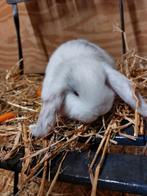 Franse hangoor voedster, Dieren en Toebehoren, Konijnen, Vrouwelijk, Groot, Hangoor