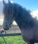Prachtige Friese sportmerrie, Dieren en Toebehoren, Paarden, Merrie, Gechipt, Dressuurpaard, 0 tot 2 jaar