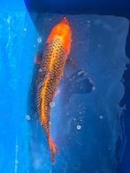Japanse Koi Matsuba