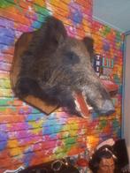 Opgezette zwijnenkop - Uniek decoratiestuk, Ophalen of Verzenden