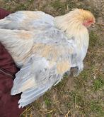 Isabel Brahma haan – 6 maanden (grote soort, augustus 2025), Dieren en Toebehoren, Pluimvee, Mannelijk, Kip